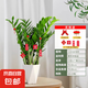 【金錢樹】盆栽客廳室內(nèi)植物錢串子大型發(fā)財(cái)綠植喬遷開業(yè)送盆花卉 10-15株   70-80鉆石樹脂盆送肥料