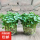 銅錢草水培植物盆栽室內(nèi)小綠植花卉水養(yǎng)金錢草籽水生四季好養(yǎng)帶葉 精品款【2盆】帶葉發(fā)貨（不含盆）
