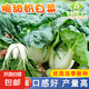 矮生紅番茄種子奶白菜上海青光桿茼蒿割茬茴香黃心烏塌菜種籽菜籽 奶白菜種子10克