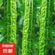 新鮮現(xiàn)摘當(dāng)季綠色蔬菜苦瓜涼瓜清脆爽口青皮涼拌瓜山東新鮮苦瓜 現(xiàn)摘現(xiàn)發(fā)新鮮苦瓜 5斤