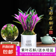 水培金邊蘭花苗金枝玉葉 室內(nèi)辦公室小盆栽綠植花卉好養(yǎng)四季蘭花 七彩石斛蘭12苗 帶葉藝 送懶人盆