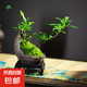 【梔子花微盆景】年宵花?室內(nèi)綠植花卉開(kāi)花桌面盆景組合客廳擺件 紫砂月牙盆梔子花15-20高+底座