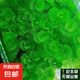 水草套餐三角莫斯淡水松茸火焰垂淚莫斯前景草沉木魚缸水族箱造景 綠菊一扎十顆送杯 送兩份發(fā)三份