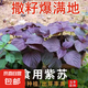 四季食用紫蘇種子薄荷種子細(xì)葉苦苣種子家庭四季陽臺種植盆栽驅(qū)蚊 養(yǎng)生紫蘇家庭種植約1000粒1包