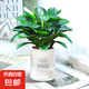 鉑金鉆盆栽綠蘿籮花卉植物室內(nèi)花水培綠植多肉懶人好養(yǎng)發(fā)財(cái)樹(shù) 3棵金鉆25-30cm+早安盆