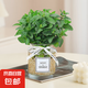 薄荷盆栽可食用大苗水培室內(nèi)驅(qū)蚊綠植迷迭香香草植物檸檬貓薄荷 精品中盆薄荷+透明MINI玻璃瓶