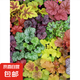礬根花苗室外植物盆栽大苗耐寒庭院觀葉組合草花小苗地栽綠植花卉 9色套餐 不含盆