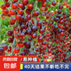 黑番茄種子瀑布番茄黑珍珠小番茄小西紅柿種籽盆栽圣女果水果種子 黑瀑布小番茄種子/包約200粒 1包