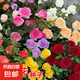玫瑰花種子四季種籽大花開花易活室內(nèi)庭院室外陽臺盆栽植物花卉 玫瑰花種子/包約120粒 1包