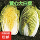 真好吃黃心黃芯秋播耐寒大白菜冬儲(chǔ)蔬菜白菜口感好秋冬季 黃心大白菜種子 兩包約2000粒
