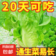 四季蔬菜種子大全菠菜香菜生菜油麥菜莧菜雞毛菜芹菜矮腳黃蔬菜籽 四季生菜種子1包約3000粒