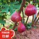 傲點(diǎn)當(dāng)年結(jié)果無(wú)花果樹(shù)苗波姬紅大果甜度高庭院陽(yáng)臺(tái)盆栽地栽水果苗 1.5-2公分粗