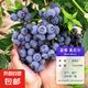藍莓樹(shù)果苗藍莓苗盆栽地栽果苗帶大果南北方種植苗兔眼綠寶石果樹(shù) 5年苗_奧尼爾/帶葉帶土發(fā)貨