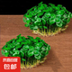 銅錢草水培盆栽室內(nèi)室外花卉金錢草綠植吸綠植花草植物 銅錢草2盆（不含盆）