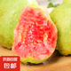 廣西紅心白心芭樂番石榴新鮮水果當(dāng)季孕婦香甜軟巴樂果 紅心芭樂 帶箱1斤 單果100g+