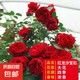 薔薇花苗爬藤植物藤本月季四季花卉特大濃香型玫瑰盆栽庭院陽臺 紅色龍沙寶石【四季大花濃香】不含盆 高約20cm