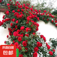 四季開花薔薇花苗多花月季花苗特大花大苗濃香型爬藤攀援植物歐月 馬車1-1.3米左右【精選大苗】