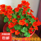 【當(dāng)季新種】旱金蓮種子垂吊旱荷花籽草種烏金蓮花籽四季盆栽易種 旱金蓮種子/包約30粒 3包