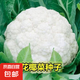 特大包心菜種子京豐一號(hào)甘藍(lán)種子中熟蔬菜種子一代雜交甘藍(lán)種子 花球緊實(shí)白花菜種子約900粒3包