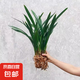 墨蘭蘭花苗盆栽帶花苞發(fā)貨精品名貴花卉綠植物室內(nèi)四季好養(yǎng)活企黑 墨蘭7-8苗【精選好苗】