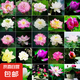 碗蓮種子水培花卉植物四季開花盆栽室內(nèi)水生水養(yǎng)易活睡蓮荷花種子 成活100%【10-13大粒開口混色】