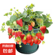 【買2送1】草莓苗四季草莓苗庭院陽臺(tái)盆栽地栽奶油草莓苗四季結(jié)果 T混搭草莓苗5顆+肥【掌柜推薦】
