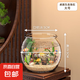 高清魚缸 生態(tài)缸桌面溪流缸迷你金魚缸小型水族箱養(yǎng)魚龜缸PET 大號魚缸【超清8K高透/摔不碎/久用不糊】