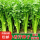 易發(fā)芽大葉香菜種子香菜籽耐熱四季陽臺室內(nèi)盆栽種籽蔬菜種子大全 新種四季小香芹約1500粒1包