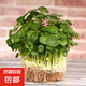 銅錢草水培植物盆栽室內(nèi)小綠植花卉水養(yǎng)金錢草籽水生四季好養(yǎng)帶葉 精品款【一盆】帶葉發(fā)貨（不含盆）