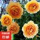 四季開花薔薇花苗多花月季花苗特大花大苗濃香型爬藤攀援植物歐月 黃金慶典1-1.3米左右【精選大苗】