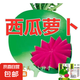 老不糠501水蘿卜種子蔬菜種子春秋季種庭院水果紅皮水蘿卜種子 滿堂紅心里美蘿卜種約1500粒5包