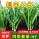 四季播種韭菜種子種籽白根寬葉韭菜根苗韭菜籽種孑大葉籽大全 韭菜種子【5包約2000?！?原廠封裝