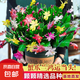 蟹爪蘭盆栽多色花卉植物室內(nèi)綠植好養(yǎng)活四季花卉螃蟹抓蓮 蟹爪蘭混色8株  不含盆