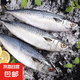 京喜加鮐鲅魚青占魚青魚新鮮冷凍鲅魚青花魚整條鮐魚深海捕撈海鮮魚類 6斤【超值】鮐鲅魚150-200g/條