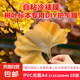 冷裱膜a4單面樹葉標(biāo)本自粘膜 6寸照片自粘塑封膜 鐳射亮啞光自帶膠冷表膜 干花保護(hù)膜 DIY手工貼膜 A4-光面PVC冷裱膜-20張【樹葉標(biāo)本專用】