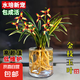 水培金邊蘭花苗金枝玉葉 室內(nèi)辦公室小盆栽綠植花卉好養(yǎng)四季蘭花 金枝玉葉5苗裸根 包成活