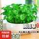 【當(dāng)季新種】銅錢草金錢草水養(yǎng)種籽水培土培花種子大號四季庭院 銅錢草種子/包約100粒 1包
