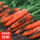 九寸三紅胡蘿卜種子水果蔬菜蘿卜菜籽脆甜春秋季四季田園蔬菜種子 九寸參胡蘿卜種子 5包約1500粒