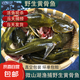 微山湖當(dāng)天捕撈野生黃骨魚黃辣丁嘎魚凈膛 400g*2盒【8-12條】