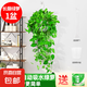 長藤綠蘿垂吊綠植室內(nèi)吊蘭吸甲醛凈化空氣綠植盆栽稀有綠蘿盆栽 【盆口直徑16厘米】長藤白盆綠蘿1盆送肥料