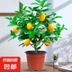 香水檸檬樹苗水果盆栽可食用驅(qū)蚊濃香好養(yǎng)陽臺四季花卉室內(nèi)綠植物 香水檸檬樹40-50cm(原土帶葉 全國可種)