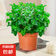 薄荷盆栽可食用大苗水培室內(nèi)驅蚊綠植迷迭香香草植物檸檬貓薄荷 精品大盆薄荷（不含盆）