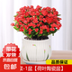 鐵海棠盆栽花卉室內(nèi)盆景綠植四季開花虎刺梅辦公陽臺(tái)花卉開花植物 【爆花發(fā)貨】特級(jí)大盆鐵海棠（郁金香瓷盆）