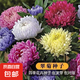 國慶翠菊種子混搭大花種籽易活花種籽四季開花室外室內(nèi)花種子大全 翠菊種子/包約300粒 一包