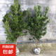 羅漢松樹(shù)苗小葉羅漢松雀舌米葉羅漢松盆景苗造型樹(shù)綠化苗木 羅漢松1cm粗1顆