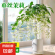 垂絲茉莉盆栽帶花苞庭院花卉四季開花植物室內(nèi)易養(yǎng)活綠植高檔客廳 【 開花爆滿】垂絲茉莉（高50-60cm）原生膠盆
