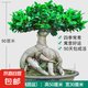 金錢榕樹盆景室內(nèi)外大型綠植盆栽老樁S型小葉人參榕包成活常青 特大號精品榕樹50厘米