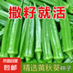 【黃秋葵種子】不易老水果可以生吃好種的不易老的水果色秋葵籽 黃秋葵種子 1包約50粒