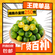 海南青金桔新鮮小金桔 250g小果（5g-10g）