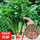 四季播種大葉香菜種子農(nóng)家老品種芫荽種籽四季陽臺盆栽地栽香菜種 香菜種子【3包約1500粒】 原廠封裝